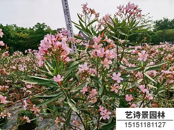 夹竹桃