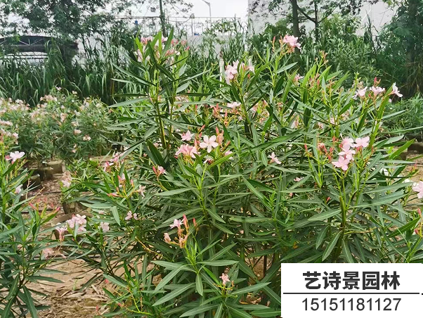 夹竹桃