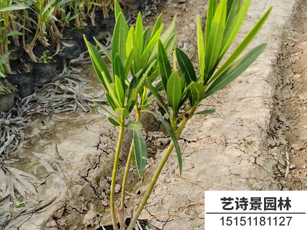 夹竹桃