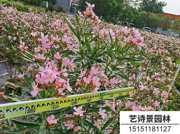 夹竹桃