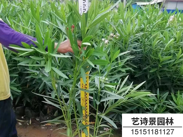 夹竹桃