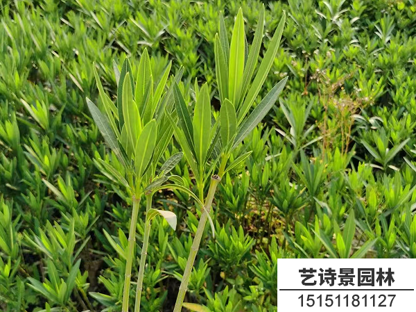夹竹桃