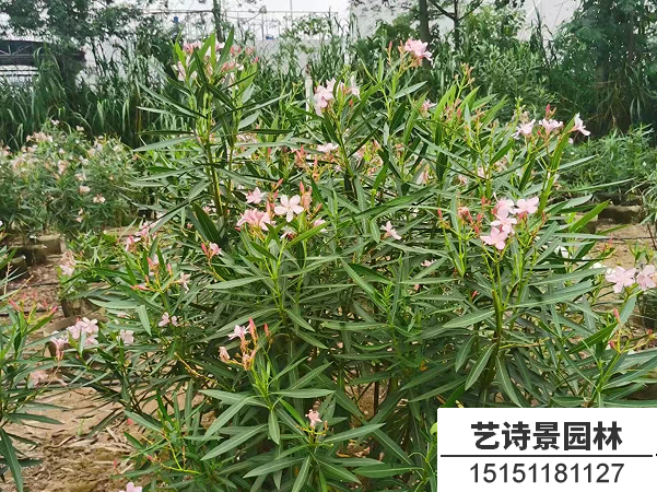 夹竹桃