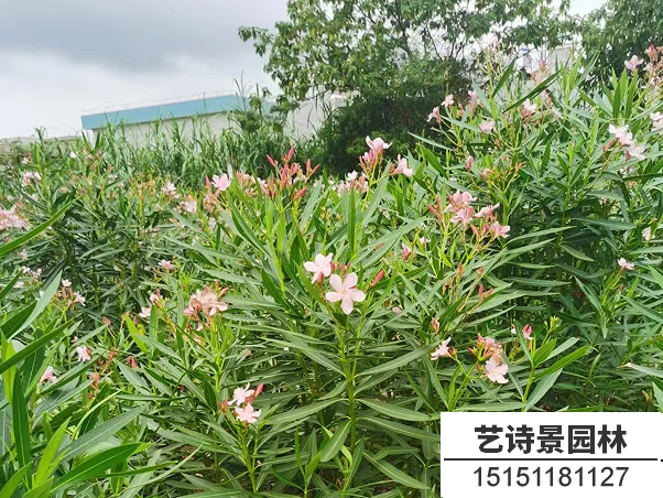 夹竹桃