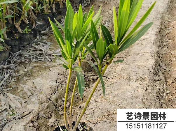 夹竹桃