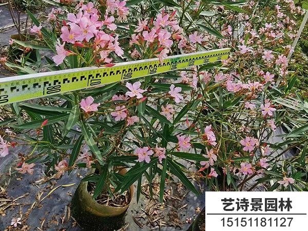 夹竹桃