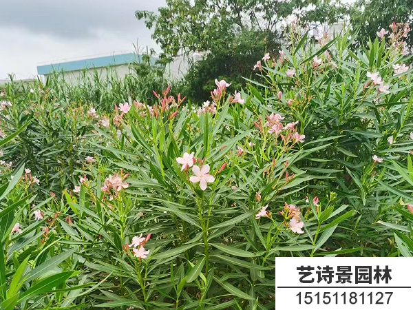 夹竹桃