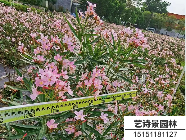 夹竹桃