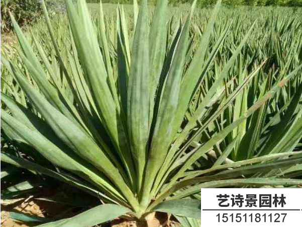 剑麻