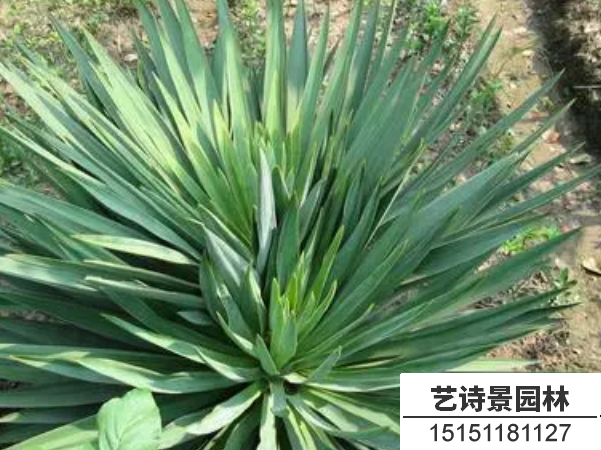 剑麻