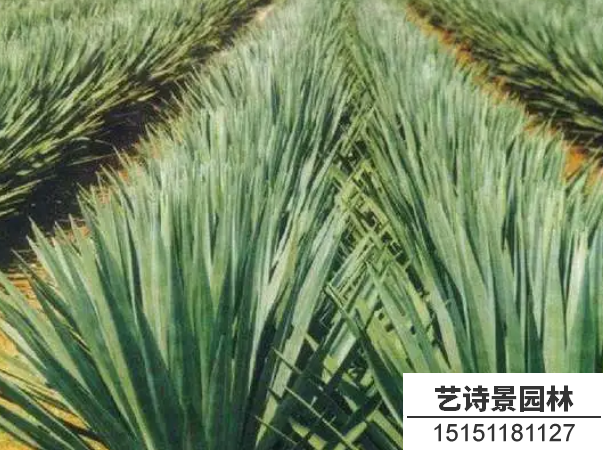 剑麻