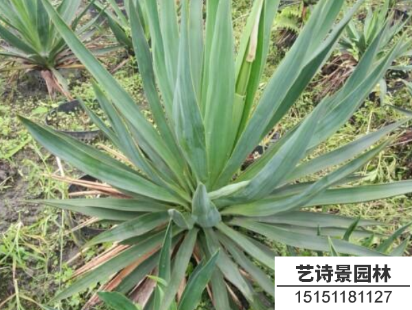 剑麻