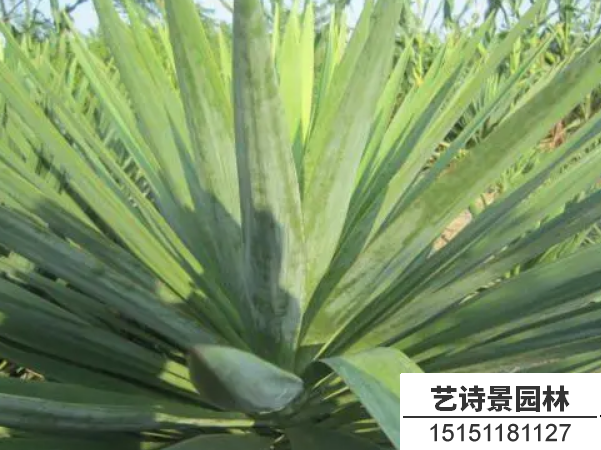 剑麻
