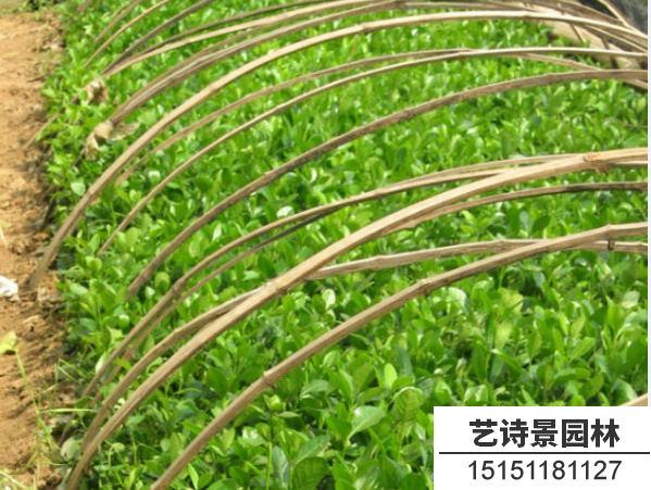 胶东卫矛