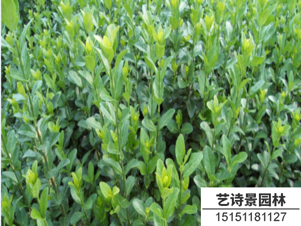 胶东卫矛