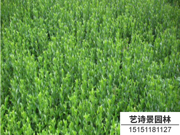 胶东卫矛