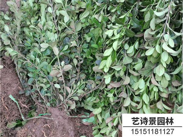 胶东卫矛