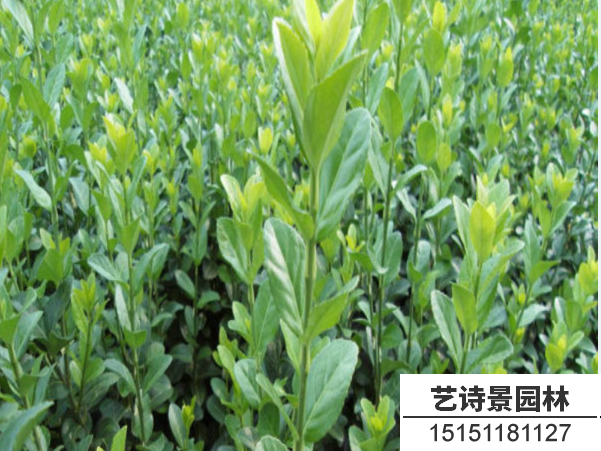 胶东卫矛