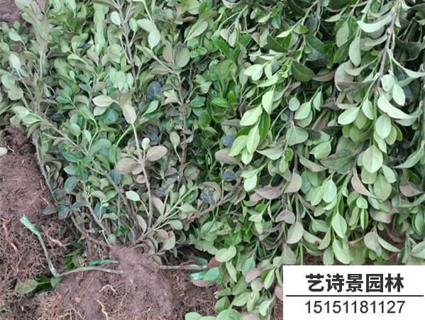 胶东卫矛