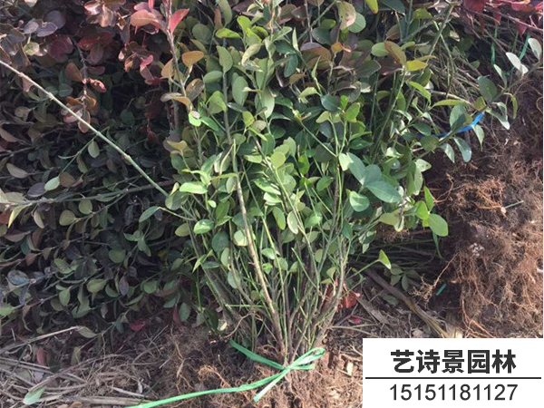胶东卫矛