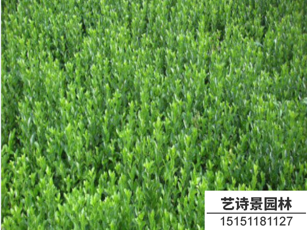胶东卫矛