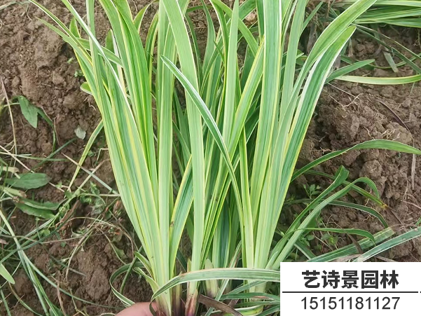 金边麦冬草