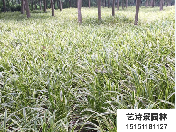 金边麦冬草