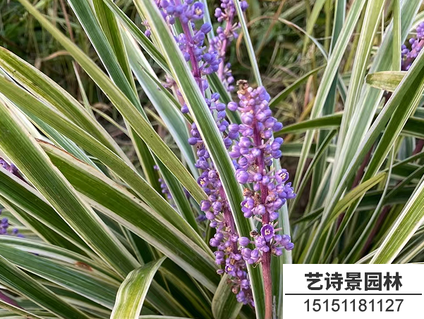 金边麦冬草