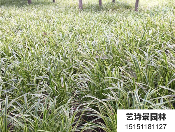 金边麦冬草