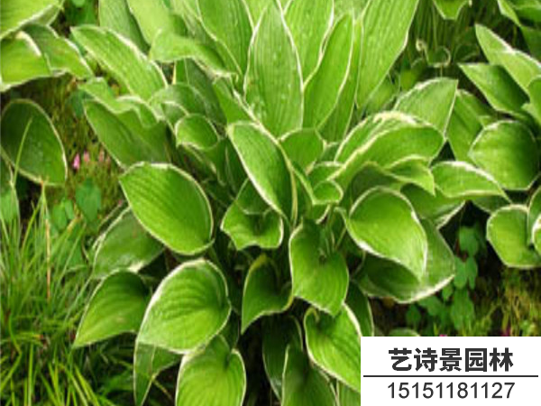 金边玉簪