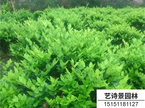 金森女贞