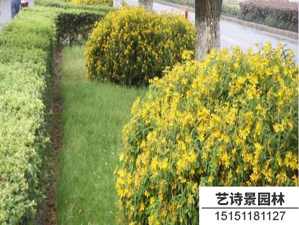 金丝桃