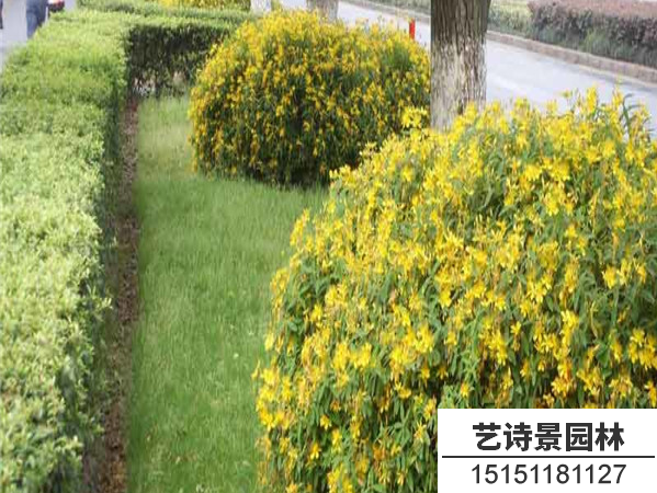 金丝桃