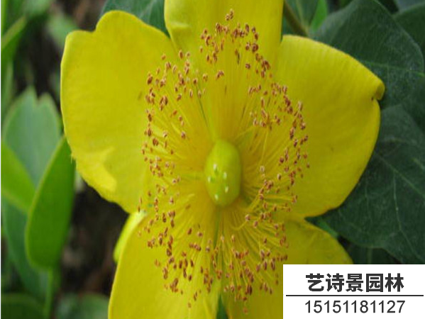 金丝桃