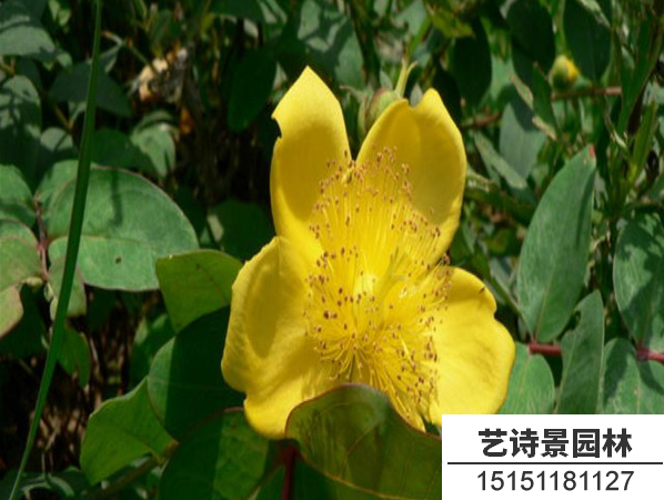 金丝桃