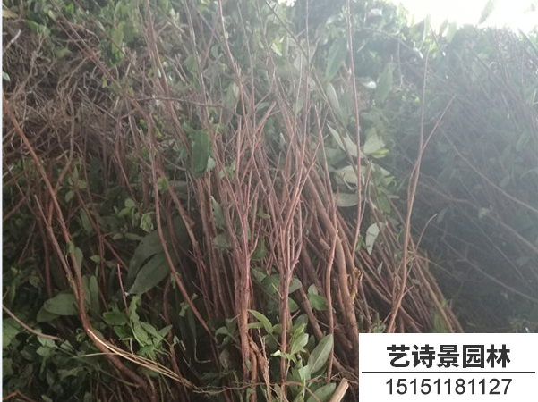 金丝桃