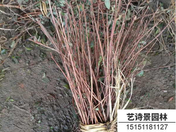 金丝桃