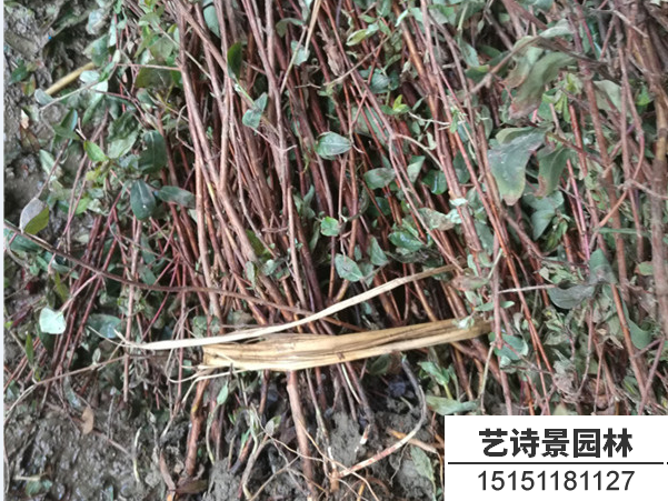 金丝桃