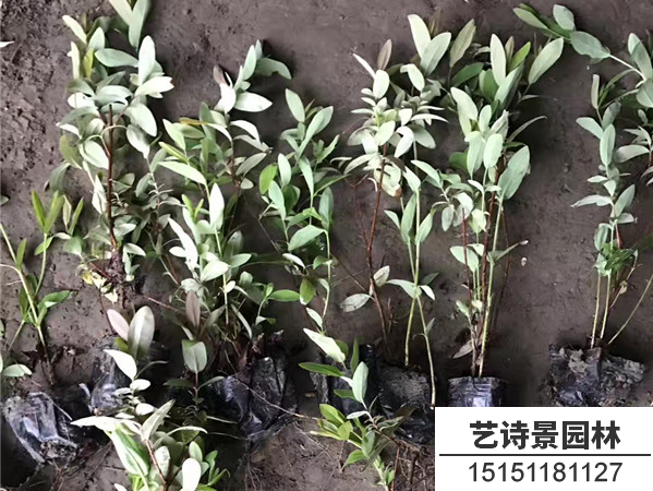金丝桃