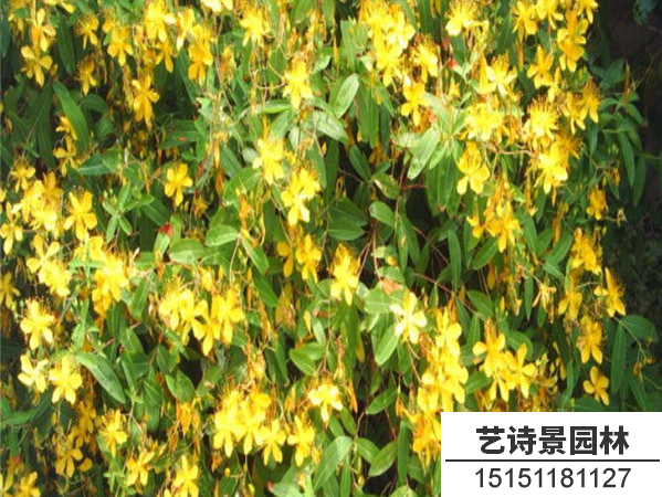 金丝桃