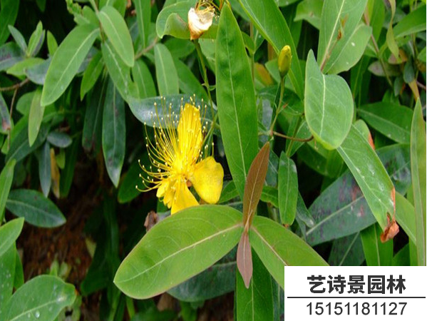 金丝桃