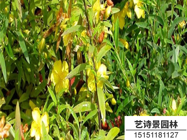 金丝桃