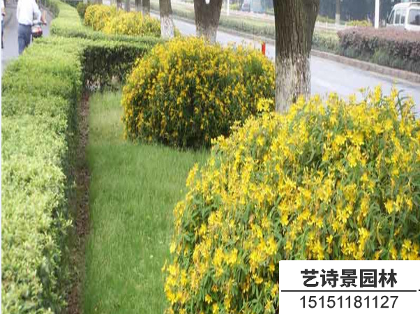 金丝桃