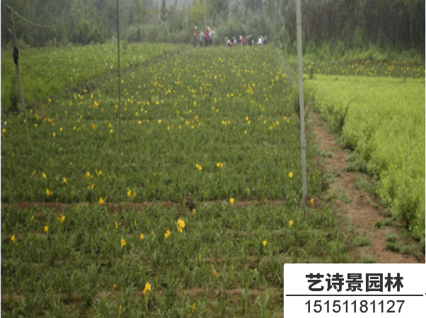 金娃娃萱草