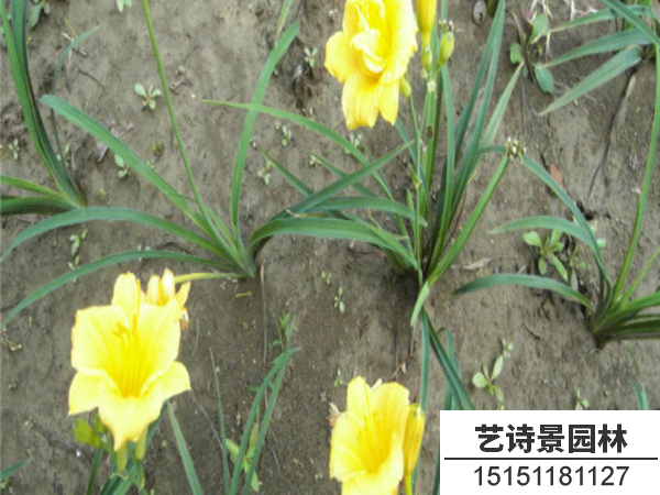 金娃娃萱草