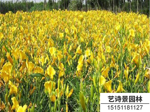 金娃娃萱草
