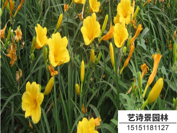 金娃娃萱草