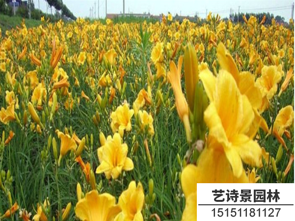 金娃娃萱草