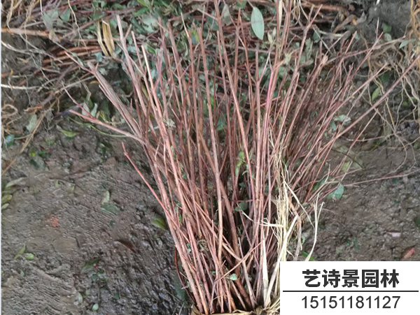 金丝桃