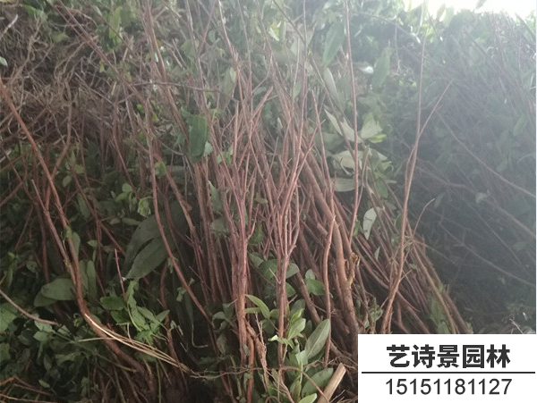 金丝桃